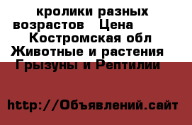 кролики разных возрастов › Цена ­ 500 - Костромская обл. Животные и растения » Грызуны и Рептилии   
